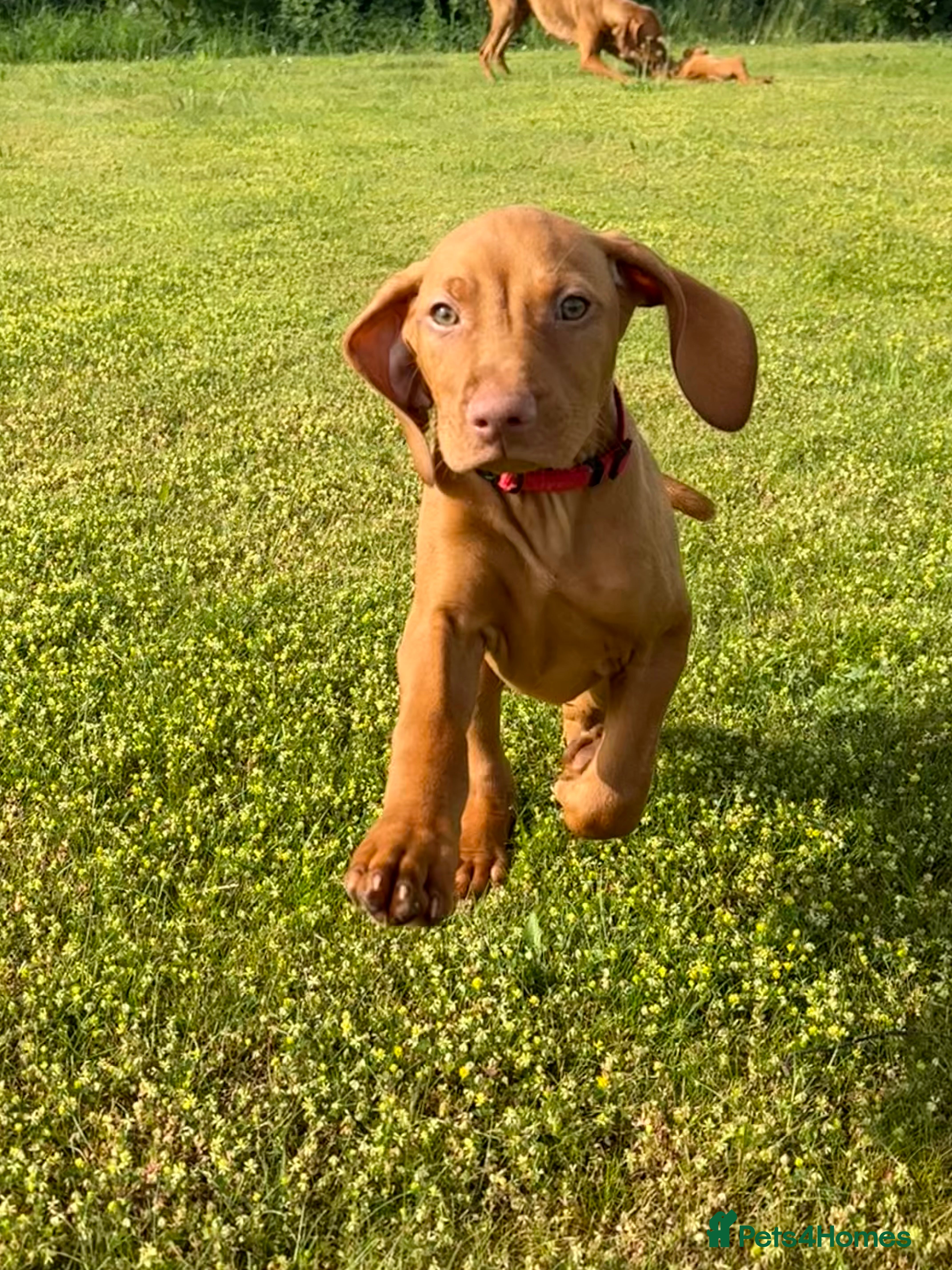 Hungarian Vizsla dogs Pedigree KC Hungarian Vizsla Pup For Sale - Advert 2