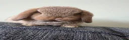 Mini Lop rabbits for sale: Mini Lops - Bucks  - Advert 2