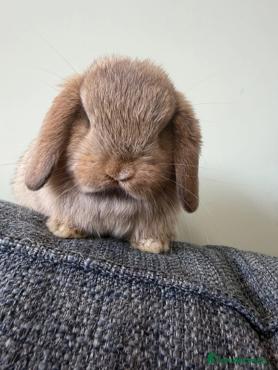 Mini Lop rabbits for sale: Mini Lops - Bucks  - Advert 2