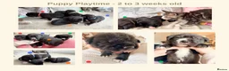 Mixed Breed dogs for sale: EXCLUSIVE LITTER: F1 Old English Bordeaux Puppies! - Advert 7