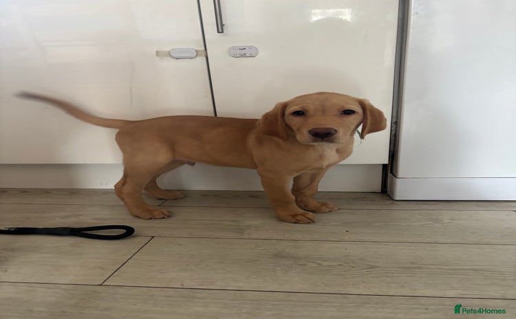 Labrador Retriever dogs - Advert 12