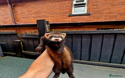 Ferret rodents for sale: 2 x Male Polecat Ferrets - Image 6