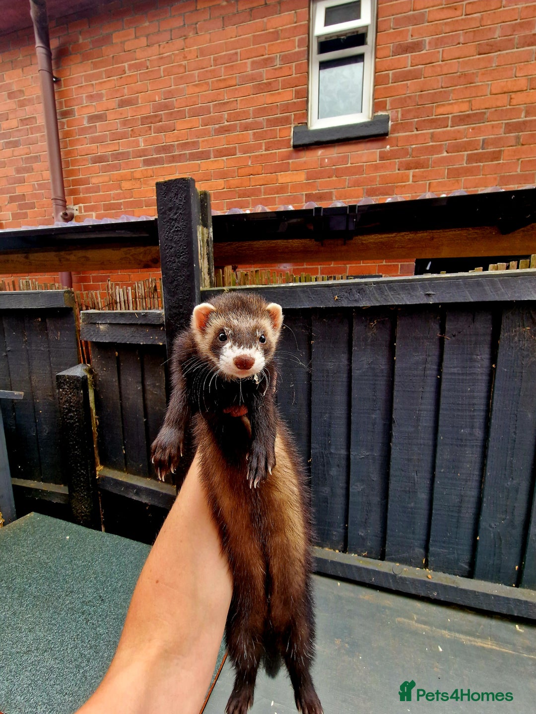 Ferret rodents for sale: 2 x Male Polecat Ferrets - Image 6