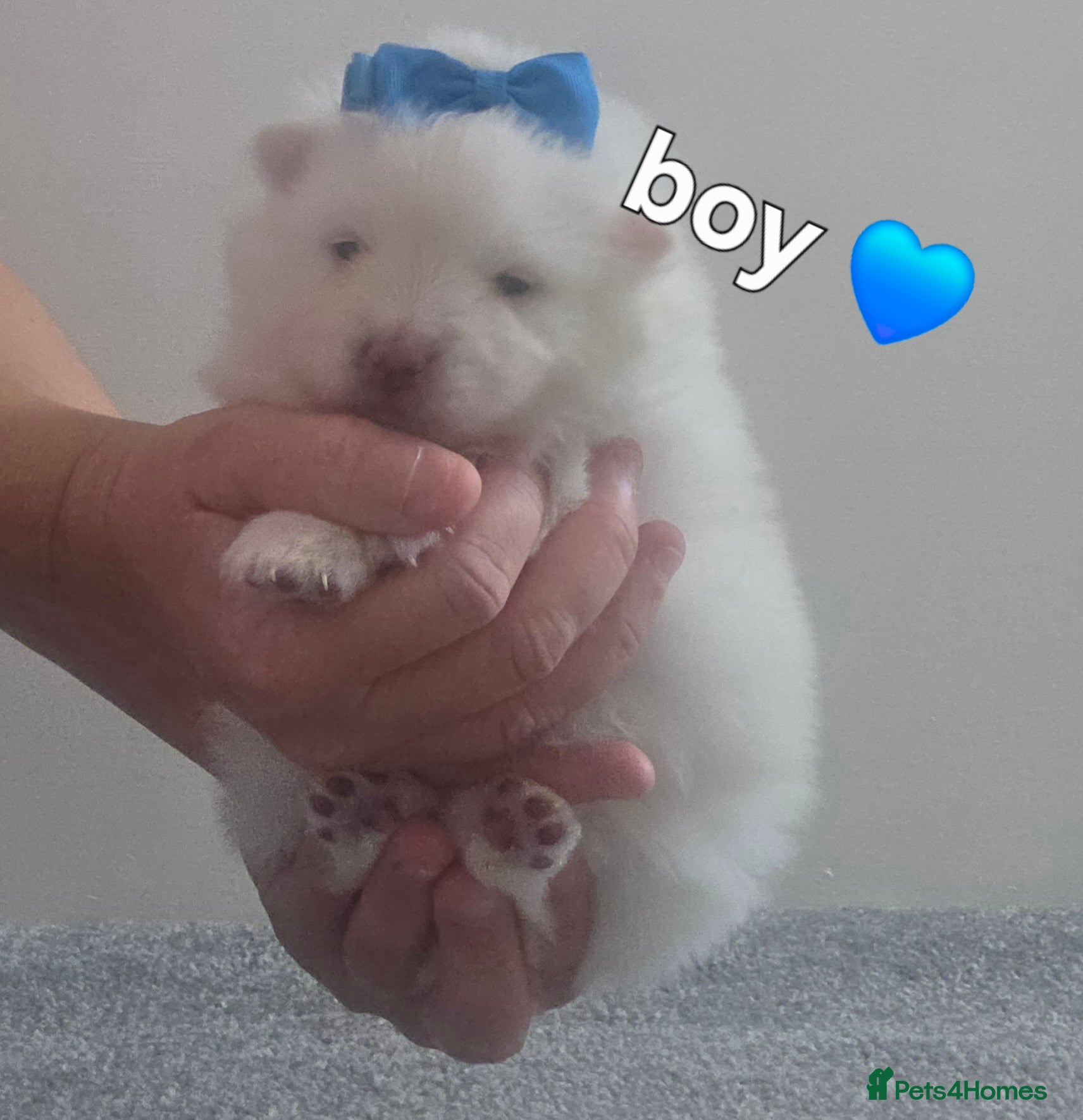 Pomeranian dogs Our beautiful litter of rainbow poms  - Advert 11