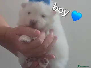 Pomeranian dogs Our beautiful litter of rainbow poms - Advert 11