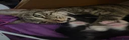 British Shorthair cats for sale: 3 black and white male kittens  - Advert 1