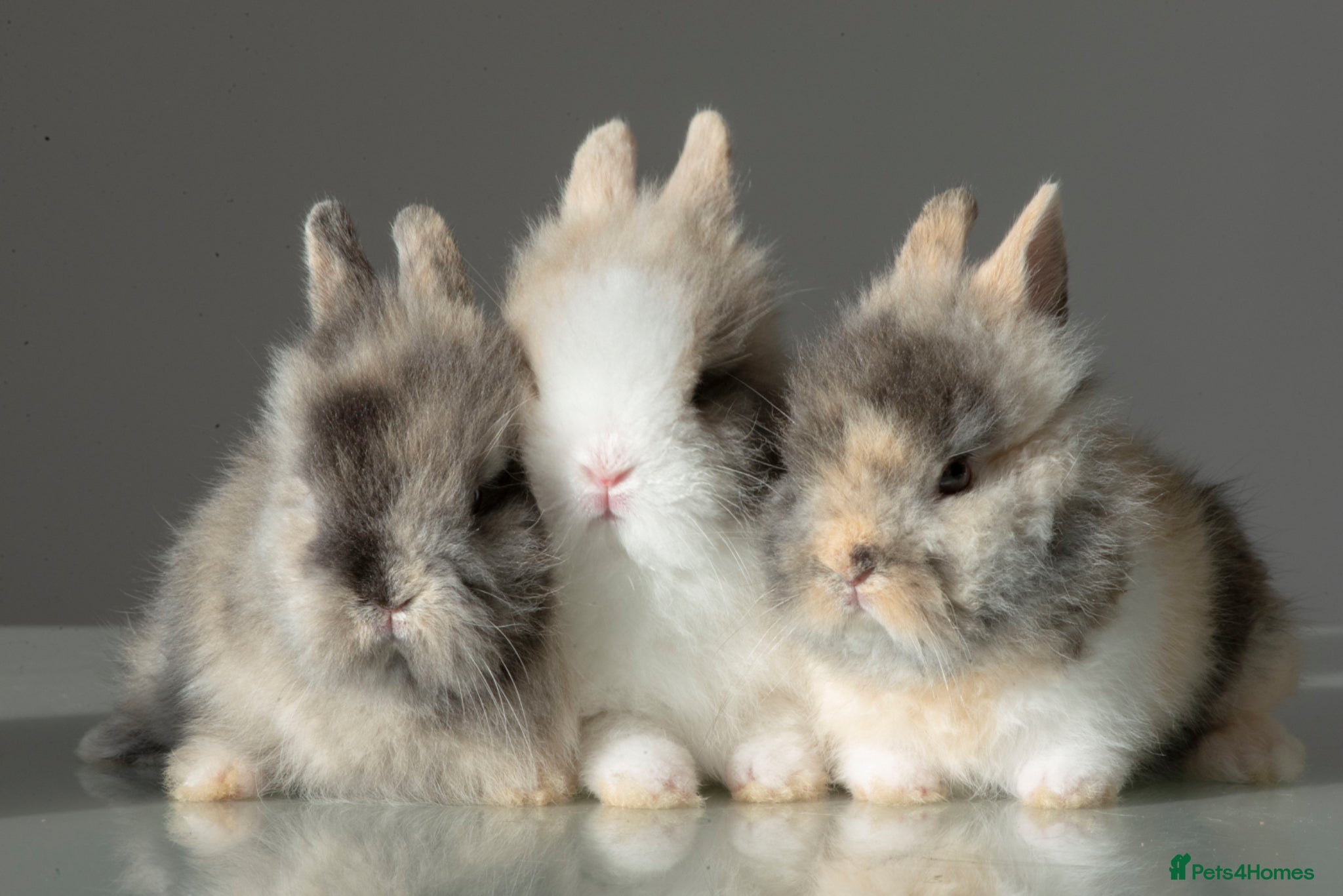 Lionhead rabbits Double-maned Lionhead Bunnies - Advert 5