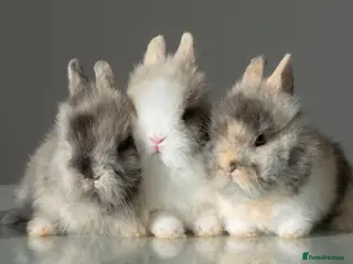 Lionhead rabbits Double-maned Lionhead Bunnies - Advert 5