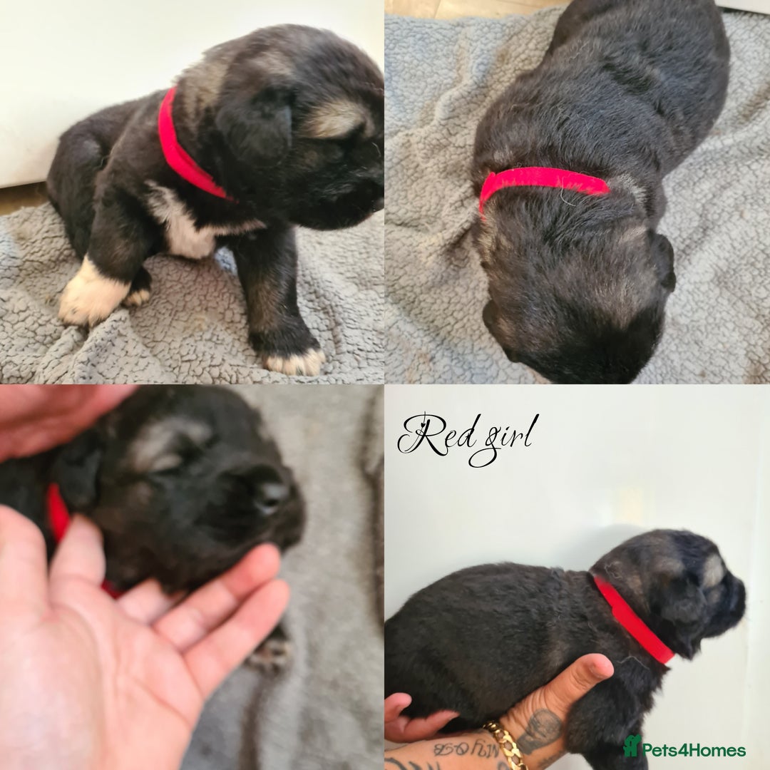 Caucasian Shepherd Dog dogs for sale: Caucasian ovcharka puppies  - Image 6