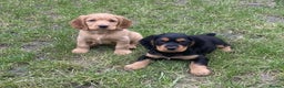 Cocker Spaniel dogs for sale: Cocker Spaniel Puppies  - Advert 1