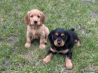 Cocker Spaniel dogs Cocker Spaniel Puppies - Advert 1