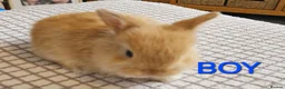 Mini Lop rabbits for sale: Gorgeous mini lop babies  - Advert 2