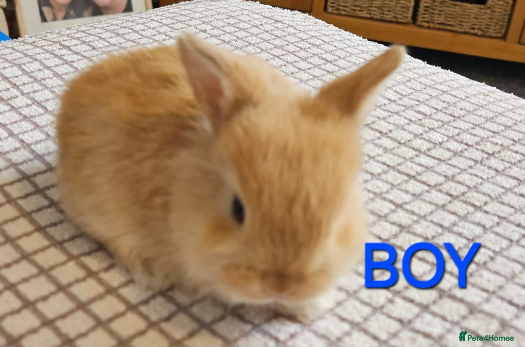 Mini Lop rabbits for sale: Gorgeous mini lop babies  - Advert 2