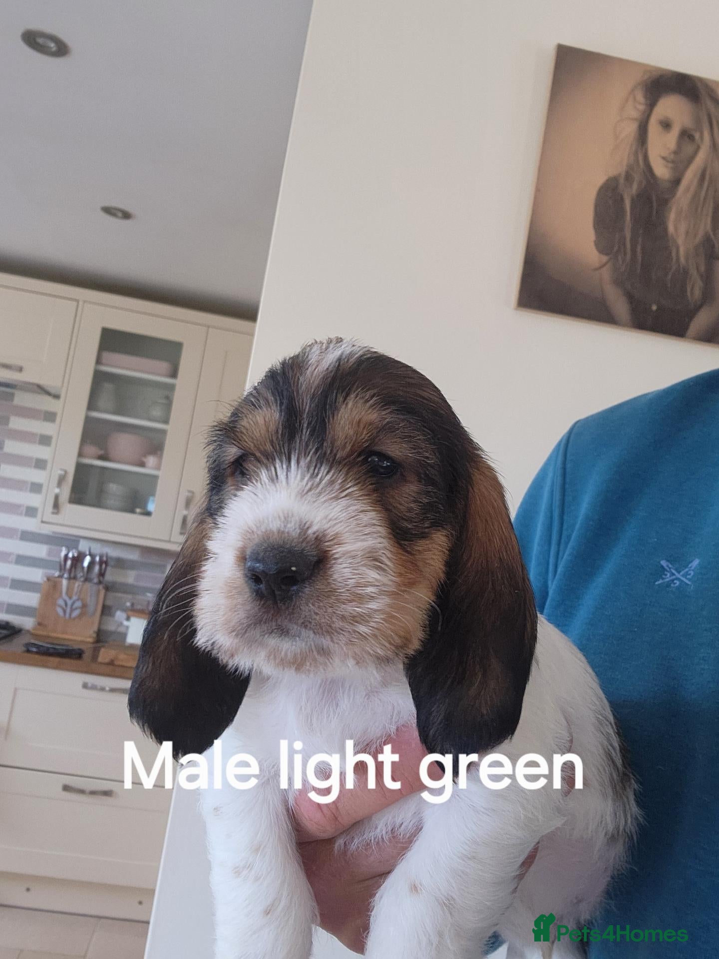 Basset Griffon Vendeen dogs Griffon grand bassets  - Advert 3
