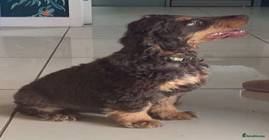 Cocker Spaniel dogs - Advert 6