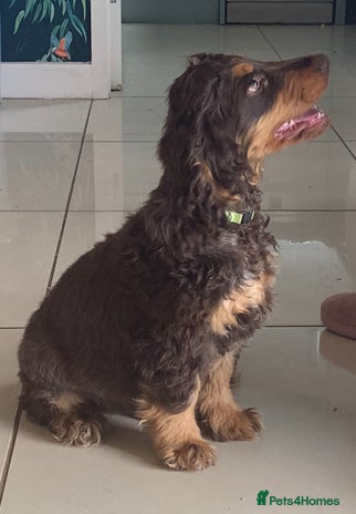 Cocker Spaniel dogs - Advert 14