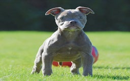 Old Tyme Bulldog dogs for sale: Why Settle for Less? 5⭐️Rated, 23 Years Experience - Image 4