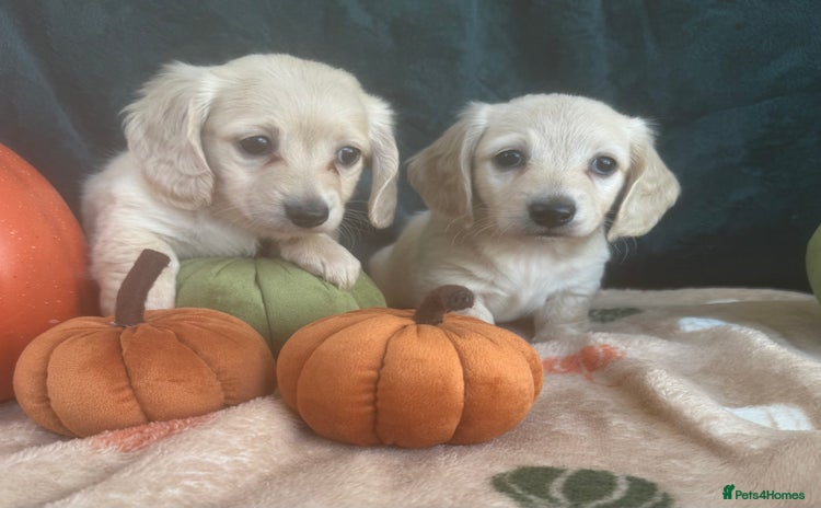 Miniature Dachshund dogs - Advert 3