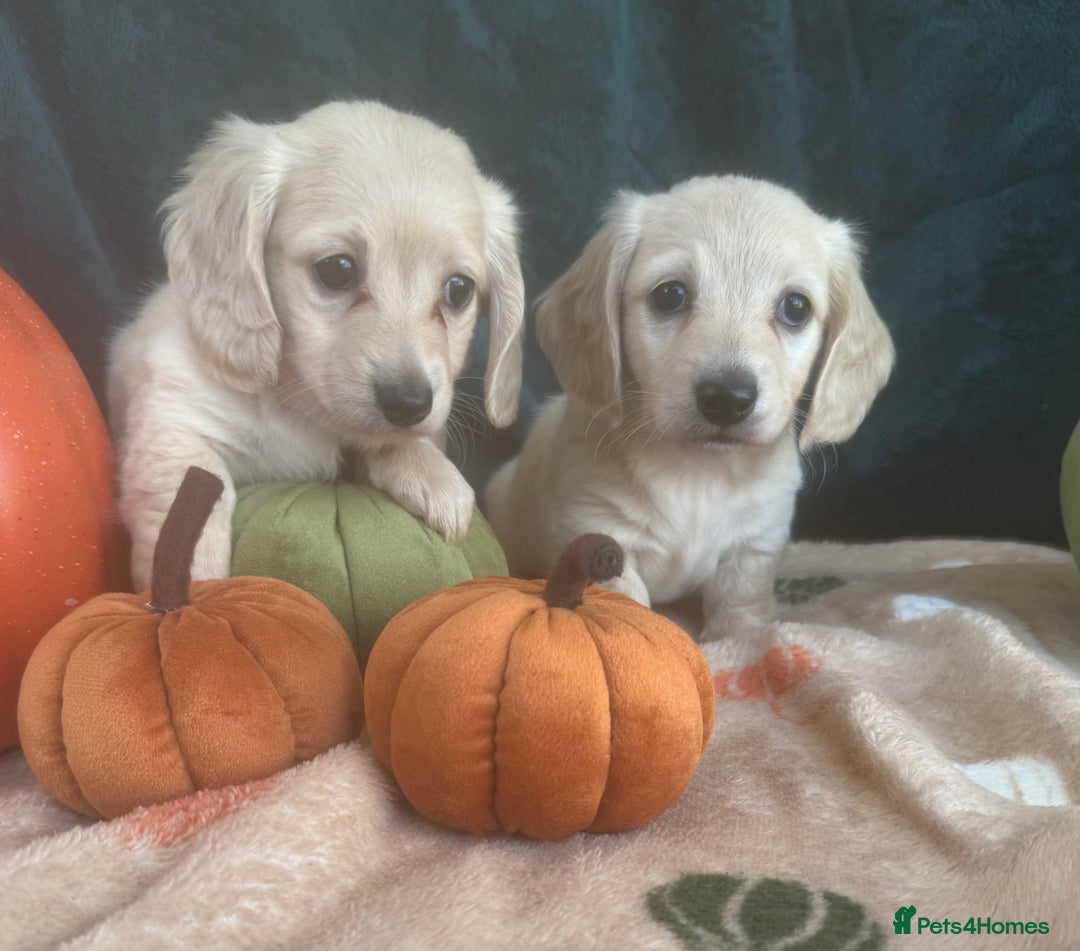 Miniature Dachshund dogs for sale: English creams miniature dachshunds  - Image 1