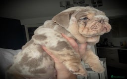 English Bulldog dogs for sale: Show-Stopping Lilac & Chocolate Merle Bulldog - Image 2