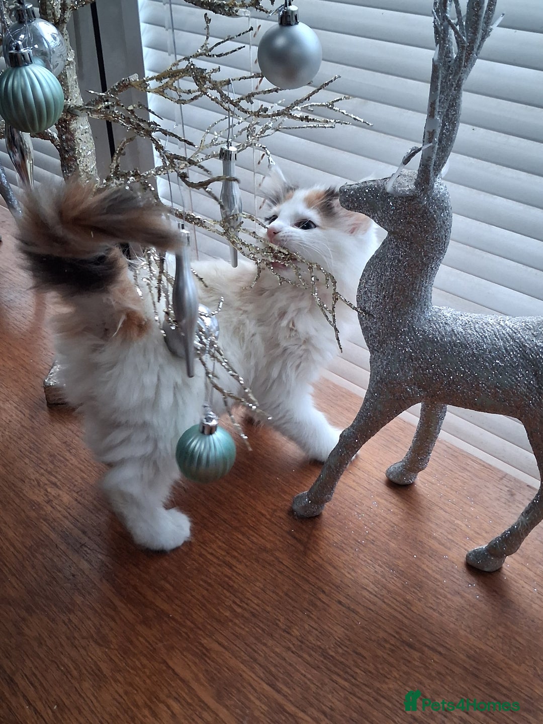 Mixed Breed cats for sale: Gorgeous calico long haired kitten - Advert 2