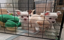 Chihuahua dogs for sale: Chihuahuas puppy's   - Image 28