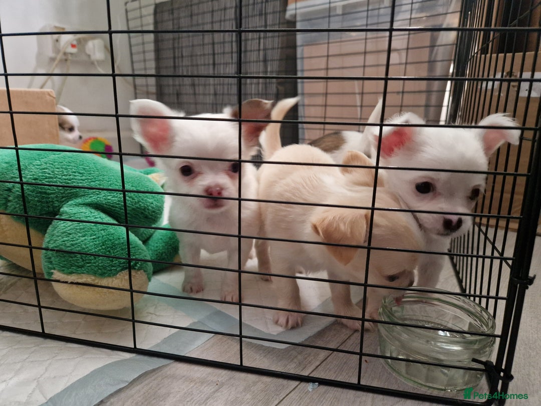 Chihuahua dogs for sale: Chihuahuas puppy's   - Image 28