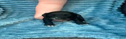 Cockapoo dogs for sale: Cockapoo puppies  in Spennymoor - Advert 14