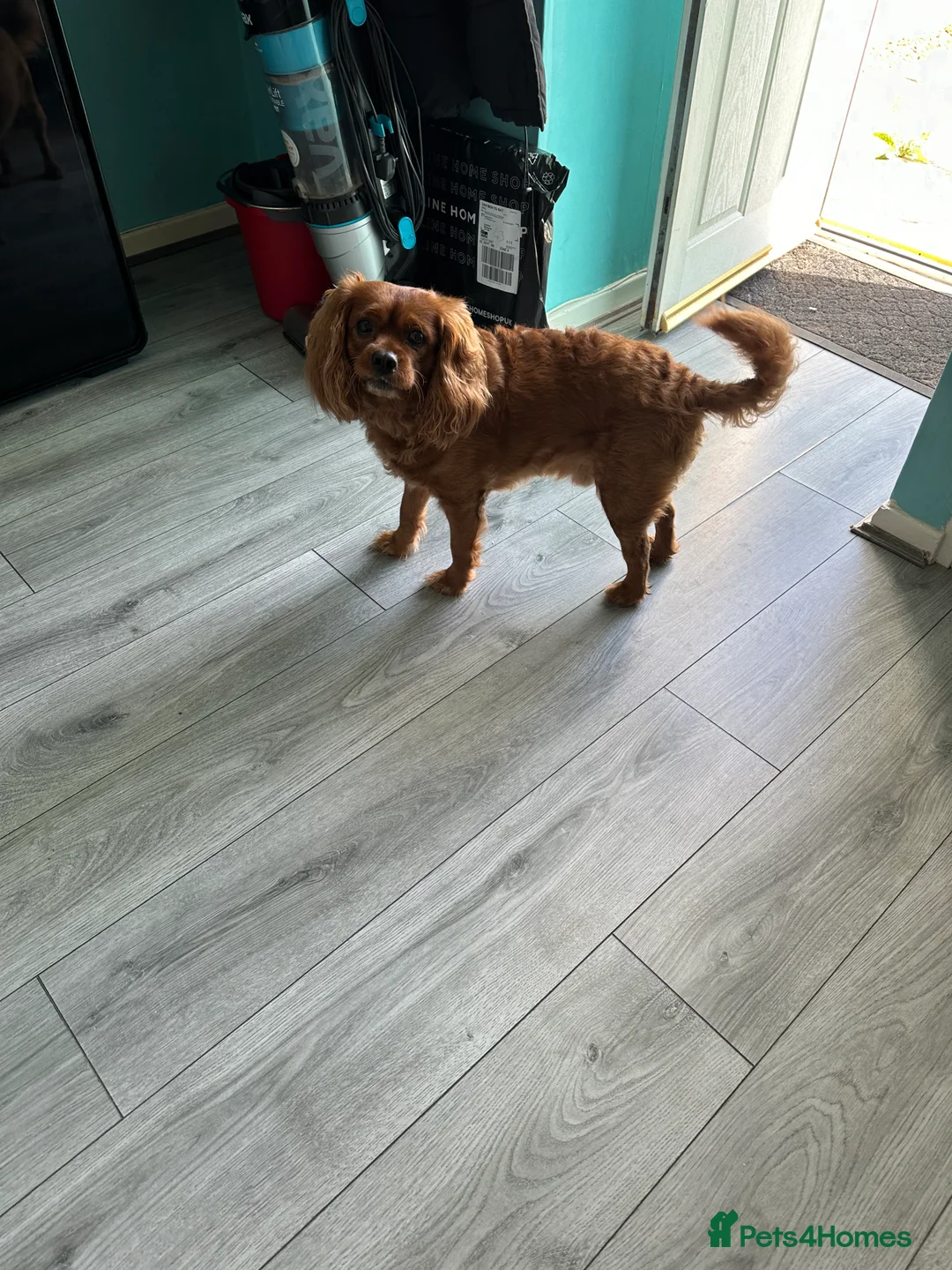 Cavapoo dogs for stud: Proven, experienced Ruby red cavapoo for studding in Liverpool - Advert 9