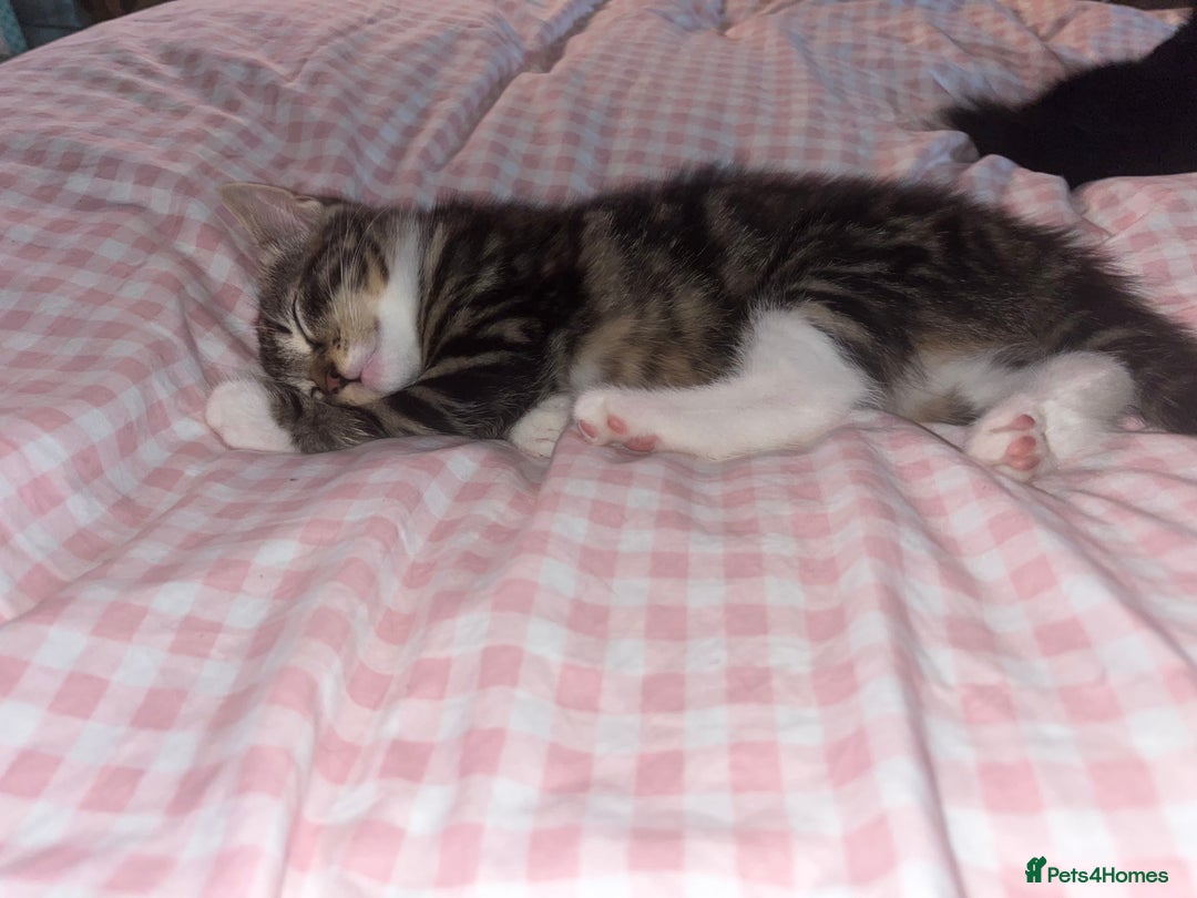 British Shorthair cats for sale: 3 kittens ready for collection  - Advert 6