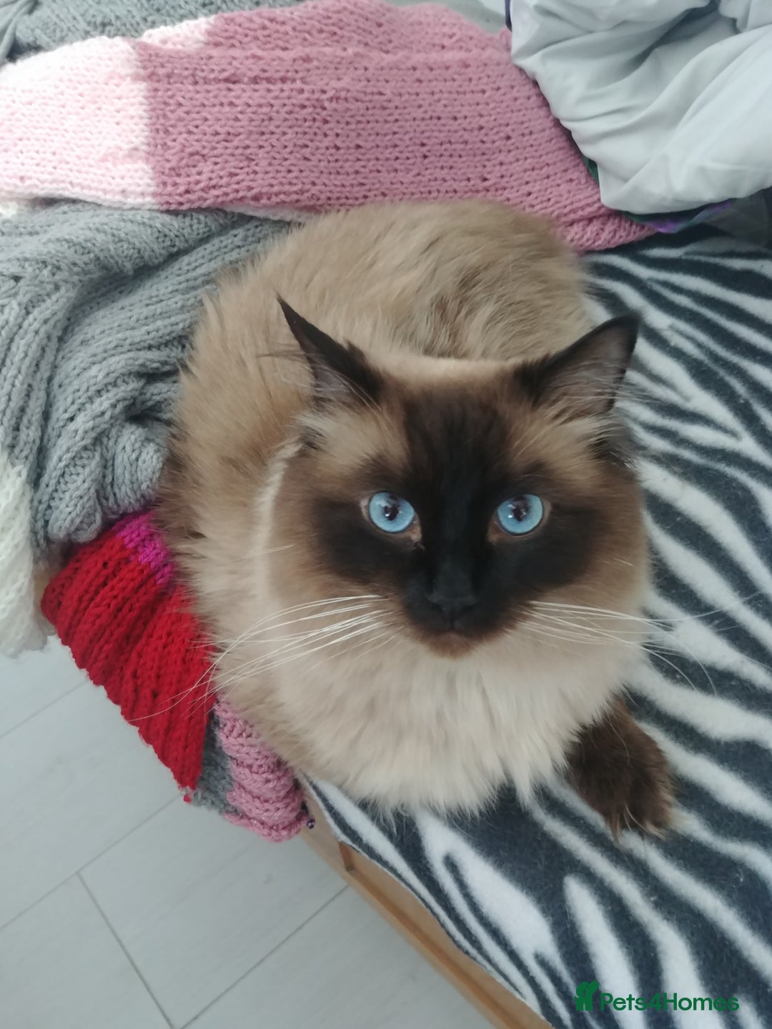 Ragdoll cats for stud: GCCF Active Register Seal Point Awesome Ragdoll in Luton - Image 5