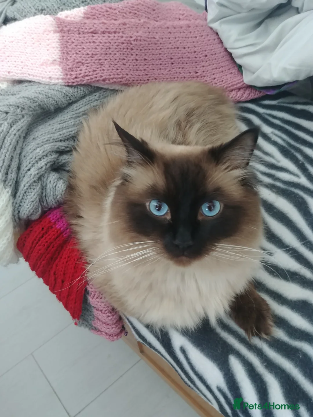 Ragdoll cats for stud: GCCF Active Register Seal Point Awesome Ragdoll in Luton - Advert 5