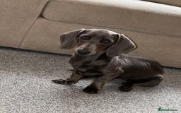 Miniature Dachshund dogs for sale: Blue Minanture dachshund  - Image 2