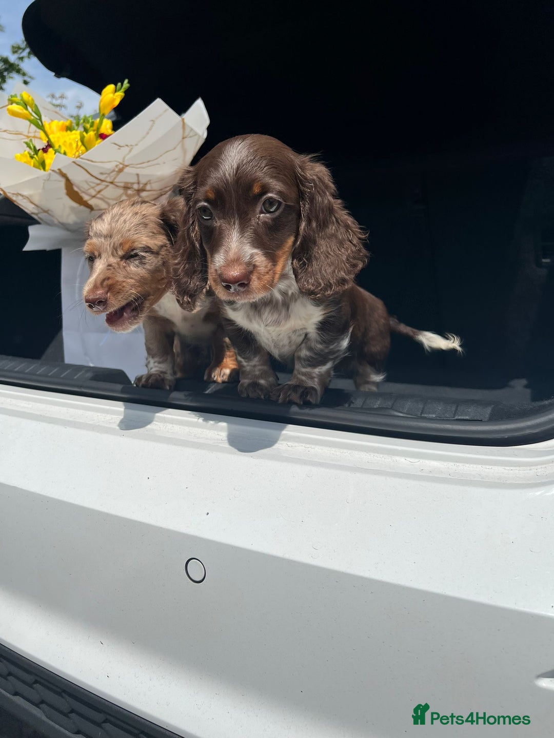 Dachshund dogs for sale: Beautiful miniature Dachshunds in Basildon - Image 4
