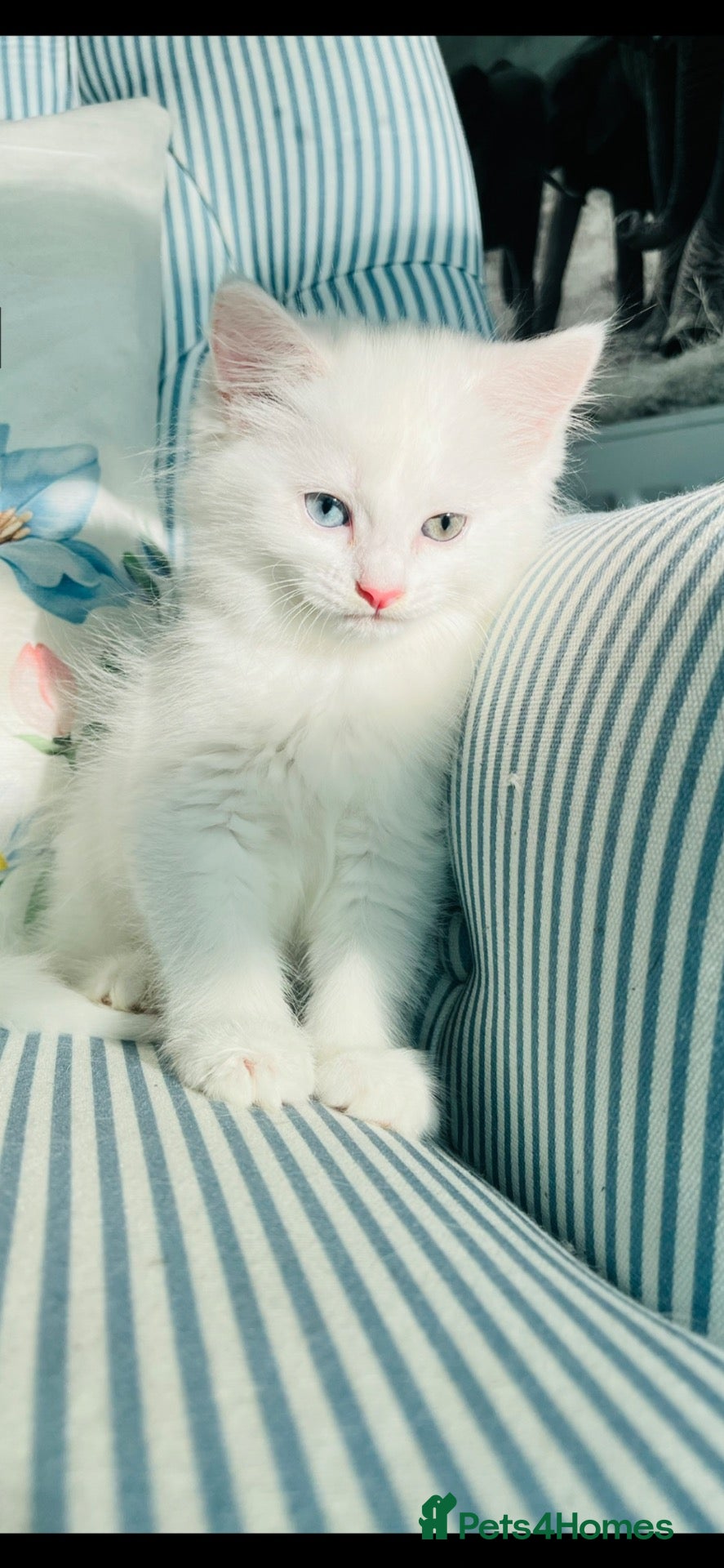 Persian cats Persian cross Angora kittens r - Advert 1