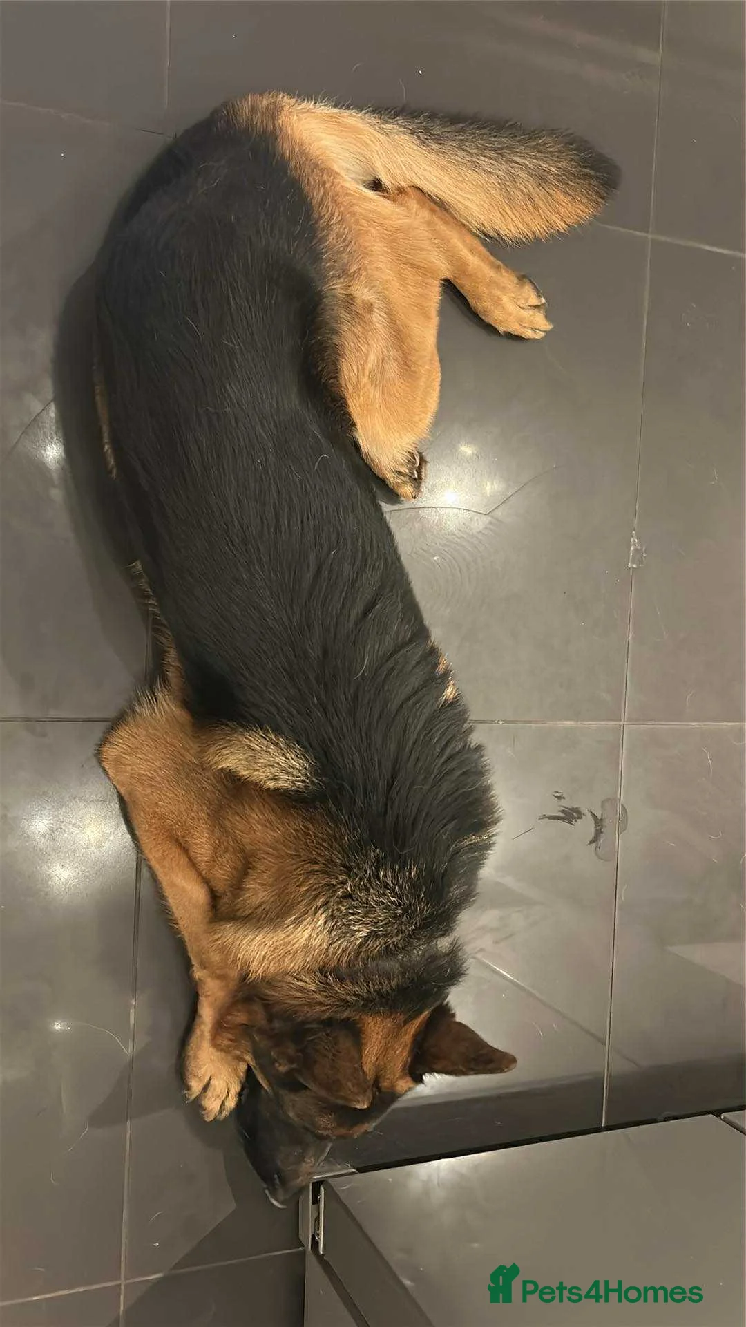 German Shepherd dogs for sale: Rufus  - Advert 2