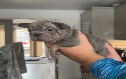 French Bulldog dogs for sale: 🤍 Merle / Lilac + Tan French bulldog puppies🤍 - Image 18