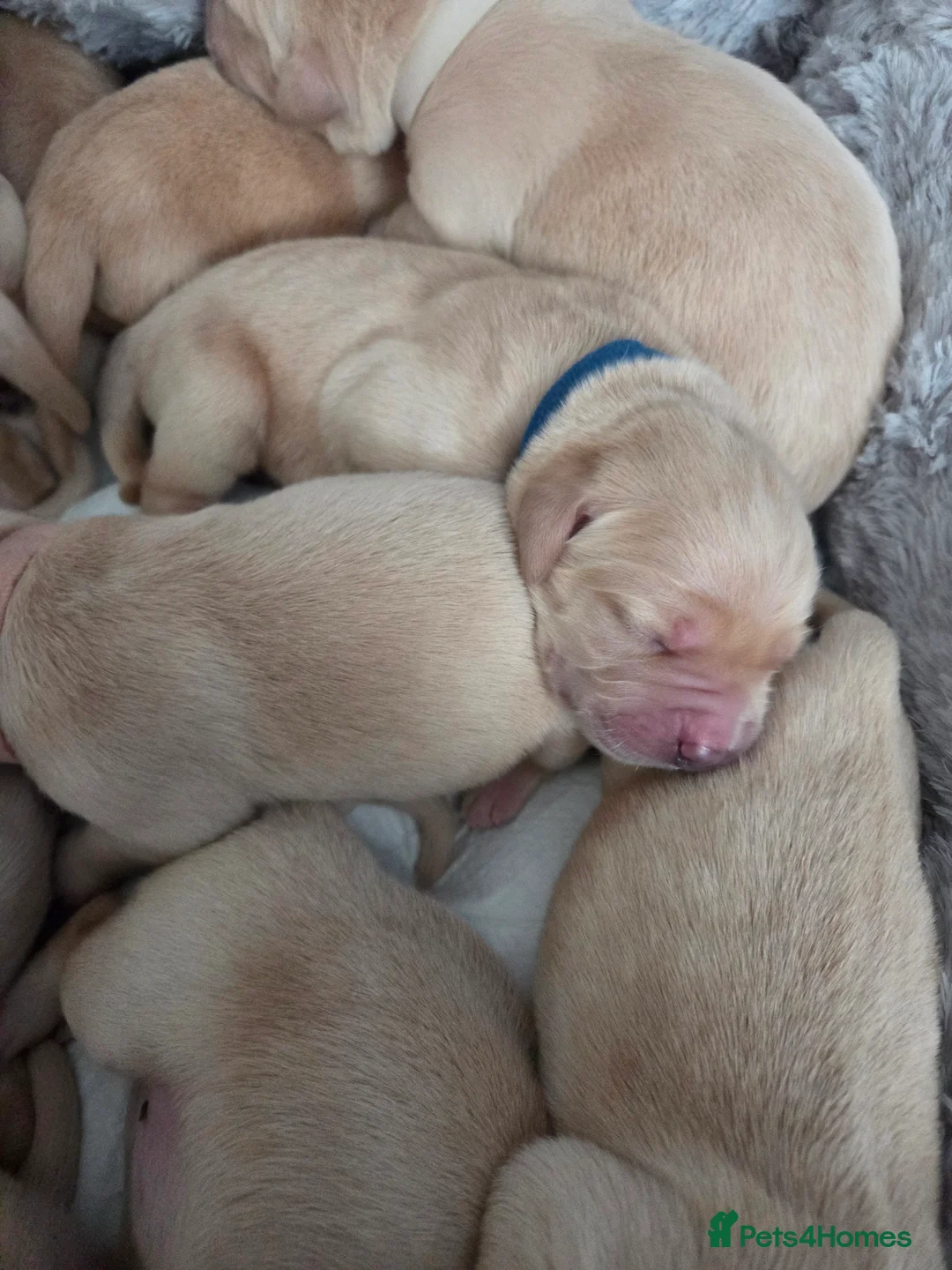 Goldador dogs for sale: Goldador Puppies – Show & Working Lines in Perth - Advert 8
