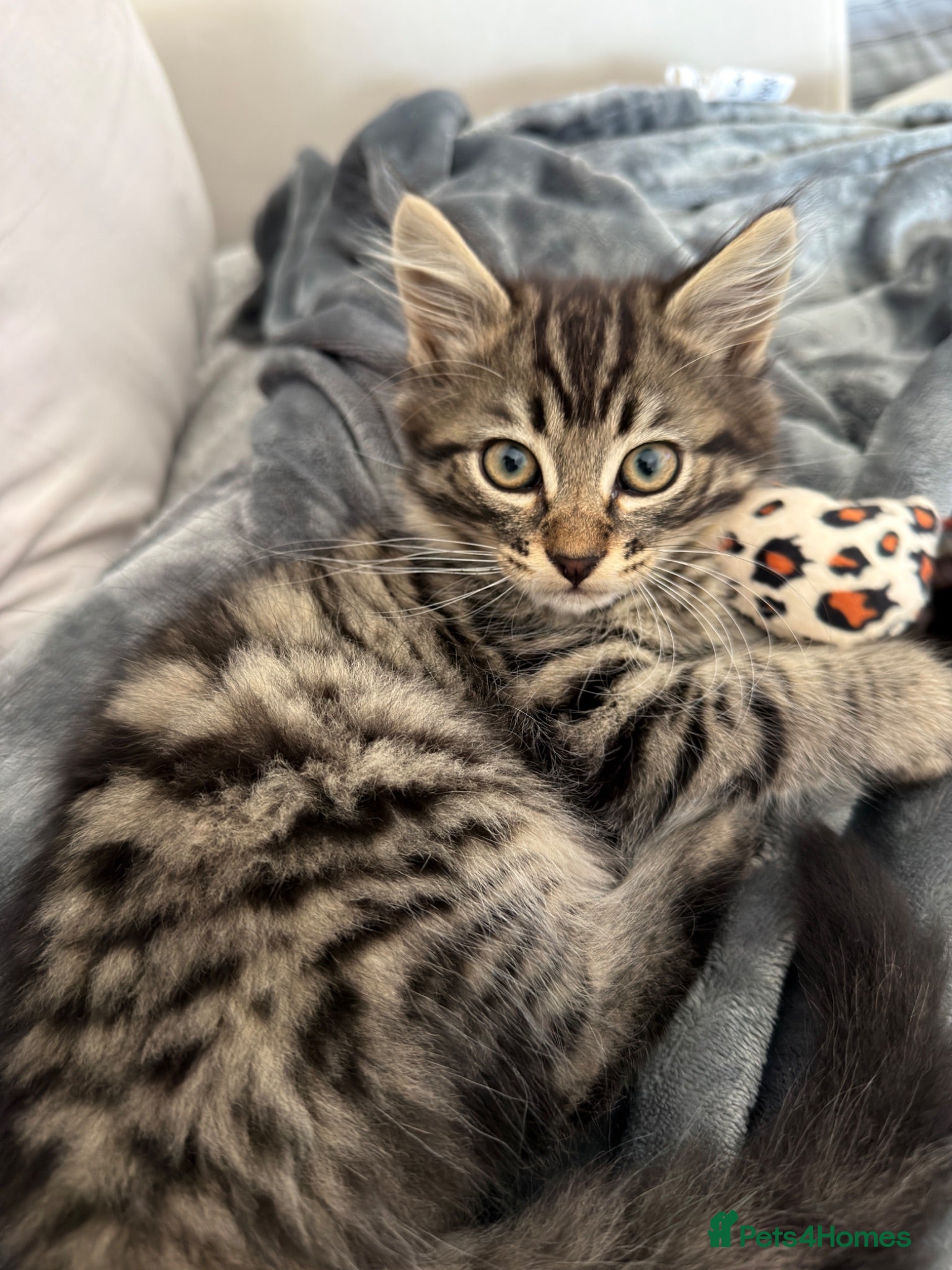 Mixed Breed cats Beautiful long haired male mixed kitten for sale - Advert 6