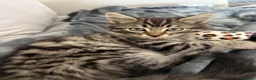 Mixed Breed cats for sale: Beautiful long haired male mixed kitten for sale - Advert 1