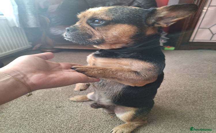 French Bulldog dogs Stud available  Bruno  - Advert 1