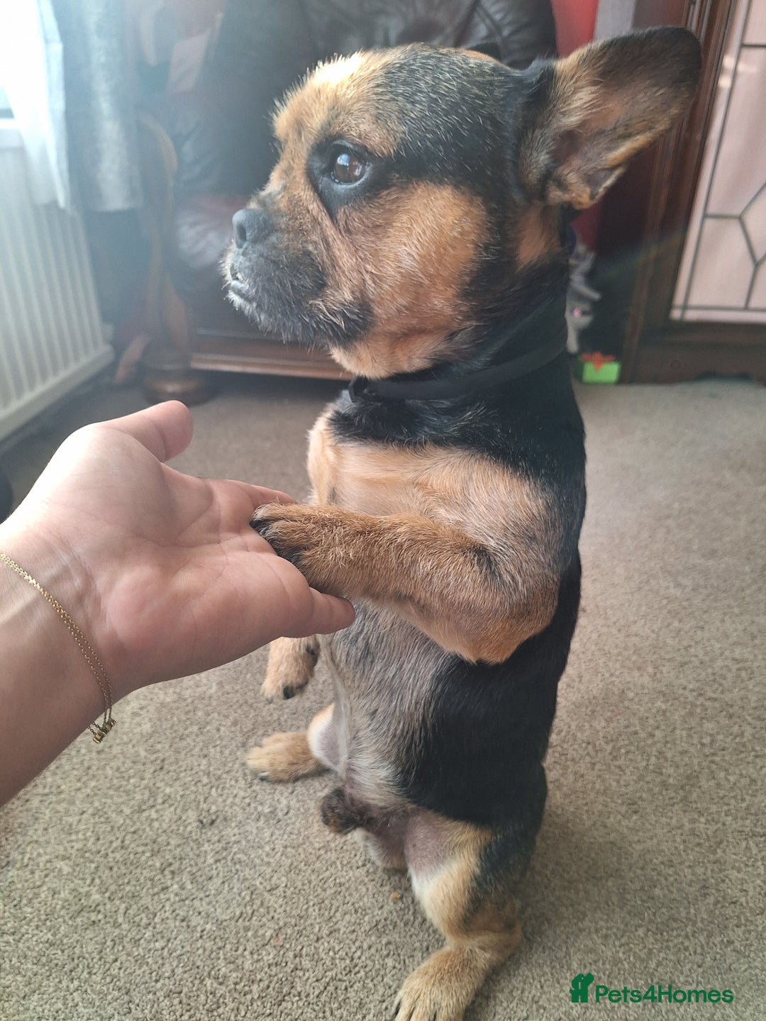 French Bulldog dogs for stud: Stud available  Bruno  - Advert 1