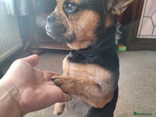 French Bulldog dogs Stud available Bruno - Advert 21