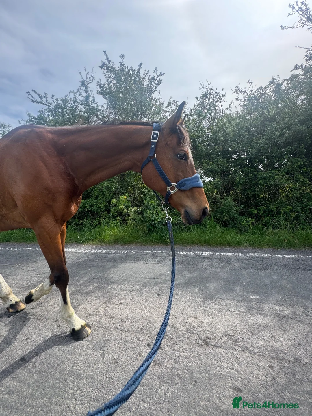 English Thoroughbred horses for sale: 16h TB gelding - Advert 2