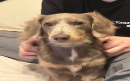 Miniature Dachshund dogs for sale: Miniature dachshund  - Image 9