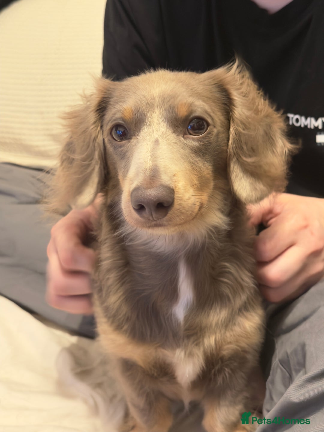 Miniature Dachshund dogs for sale: Miniature dachshund  - Image 9