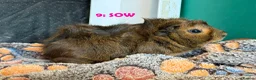 Guinea Pig rodents for sale: Various Guinea Pigs - Ready Now - Advert 17