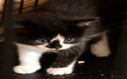 Mixed Breed cats for sale: Beautiful kittens - ONE LEFT  - Image 3