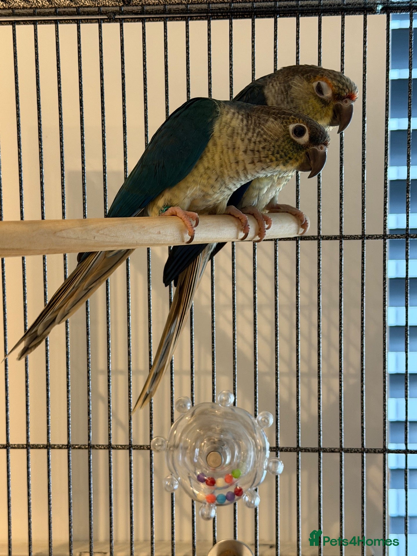 Conures birds Two Gorgeous, Tame Baby Green Cheek Conures ❤️ - Advert 2