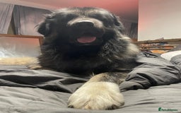 Caucasian Shepherd Dog dogs for sale: Beautiful puppies from huge parents  - Image 6